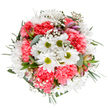 Celebrating the fresh, uplifting spirit of a spring morning in St Luke's, this bouquet radiates warmth and joy from every angle. At its heart, pristine white daisies with sunny green centres sit nestled among a soft tapestry of ruffled coral-pink carnations, casting a gentle cascade of colour across an unblemished white backdrop. Wisps of baby's breath, like tiny constellations, float between the main flowers, their delicate presence diffusing the design with a light, ethereal quality. Eucalyptus fronds and deep green foliage frame the blooms, adding both textural contrast and a refreshing scent reminiscent of nearby St Luke's open spaces. Look closely and you'll spy subtle alstroemeria buds, touched with hints of purple and blush-pink, promising new blossoms and further beauty. The bouquet's rounded, harmonious structure suggests both careful planning and a relaxed, natural grace, evoking feelings of encouragement and celebration-perfect for marking birthdays, expressing thanks, or sharing a moment of happiness with someone special nearby. Thoughtfully composed by experienced St Luke's florists, this arrangement captures the flourishing heart of the local community, ready to bring delight to homes, offices, or anyone in need of a lift.