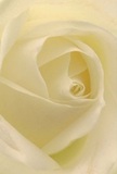 Drawn close to the heart of this cream-white rose, you are enfolded by its delicate spirals-each petal seeming to embrace you with whisper-light softness and a luminous sheen reminiscent of morning dew shimmering over St Luke's Gardens. The atmosphere in this image is one of stillness, peace, and gentle beginnings. Shadows drift between ivory folds, lending a sense of graceful movement and depth that echoes the quiet, reflective mornings found on the quiet streets of St Luke's. To a skilled local florist, this bloom is the embodiment of reverence-a fitting choice for expressing sympathy, sincere admiration, or marking the hopeful start of something new for anyone in the community. Imagine its understated scent, a subtle sweetness lingering on the breeze, bringing calm to every home it enters. The photograph captures not just the perfect composition of the flower, but the artistry and emotion behind every thoughtfully chosen arrangement delivered throughout St Luke's-where each rose is more than a blossom, it is a quiet message of care, created for the meaningful moments that matter most.